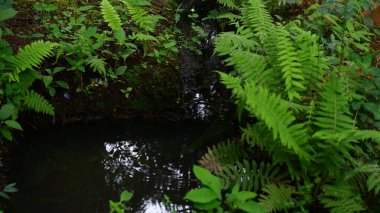 Kenarlarında bitkiler olan topraktan yapılmış küçük bir hendek çevresel bir tema için uygundur.