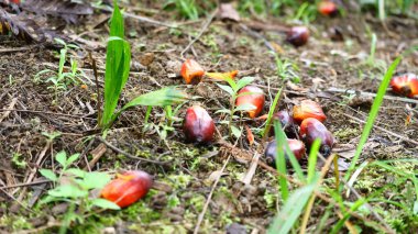 Tropikal bir tarlada yere saçılmış yağ palmiyeleri. Olgun kırmızımsı-turuncu meyveler nemli topraklarda küçük yeşil bitkilerle uzanır ve palmiye yağı üretiminin doğal ortamını gözler önüne serer..