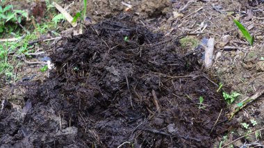 Çürümüş bitki materyali ve doğal atıkla zenginleştirilmiş tarım arazisi toprağındaki organik gübre yığını. Koyu ve nemli doku, sürdürülebilir tarım ve çevre dostu tarım uygulamalarında kullanılan besin açısından zengin organik gübreye işaret ediyor..