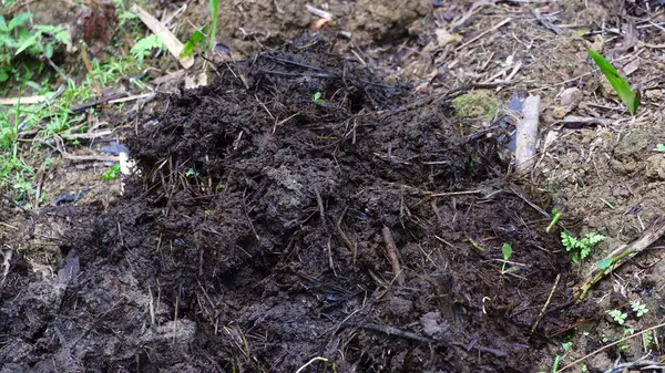 Çürümüş bitki materyali ve doğal atıkla zenginleştirilmiş tarım arazisi toprağındaki organik gübre yığını. Koyu ve nemli doku, sürdürülebilir tarım ve çevre dostu tarım uygulamalarında kullanılan besin açısından zengin organik gübreye işaret ediyor..