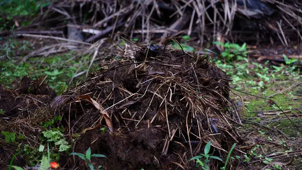 Çürümüş bitki materyali ve doğal atıkla zenginleştirilmiş tarım arazisi toprağındaki organik gübre yığını. Koyu ve nemli doku, sürdürülebilir tarım ve çevre dostu tarım uygulamalarında kullanılan besin açısından zengin organik gübreye işaret ediyor..