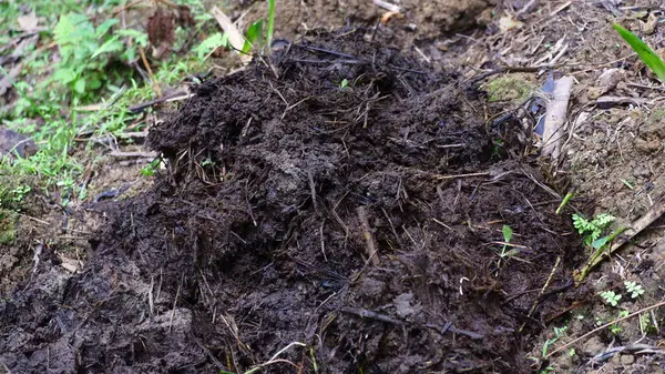 Çürümüş bitki materyali ve doğal atıkla zenginleştirilmiş tarım arazisi toprağındaki organik gübre yığını. Koyu ve nemli doku, sürdürülebilir tarım ve çevre dostu tarım uygulamalarında kullanılan besin açısından zengin organik gübreye işaret ediyor..