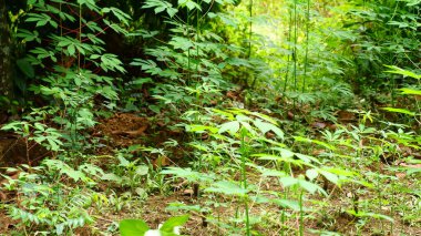 Genç kasava bitkileri (Manihot esculenta) yoğun bir tropikal bahçede yetişir. Canlı yeşil yapraklar ve ince gövdeler erken büyüme aşamalarını gösteriyor. Görünür orman zeminiyle ve organik çevresiyle doğal ışıklandırmayla çekilmiş.