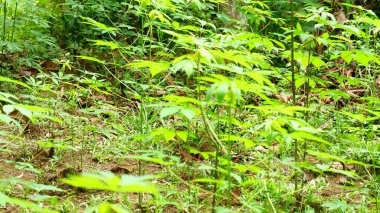 Genç kasava bitkileri (Manihot esculenta) yoğun bir tropikal bahçede yetişir. Canlı yeşil yapraklar ve ince gövdeler erken büyüme aşamalarını gösteriyor. Görünür orman zeminiyle ve organik çevresiyle doğal ışıklandırmayla çekilmiş.