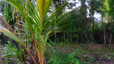 Genç bir hindistan cevizi ağacının (Cocos nucifera), yemyeşil bitki örtüsüyle çevrili açık bir tropikal alanda büyüyen yakın plan fotoğrafı.