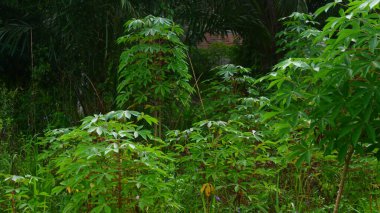 Manihot esculenta (Manihot esculenta), tropikal yeşil yapraklarla iyi yetişen bir bitki fotoğrafıdır. Parmak şeklindeki yapraklar taze ve sağlıklı görünüyor. Bu da ideal büyümeyi gösteriyor..