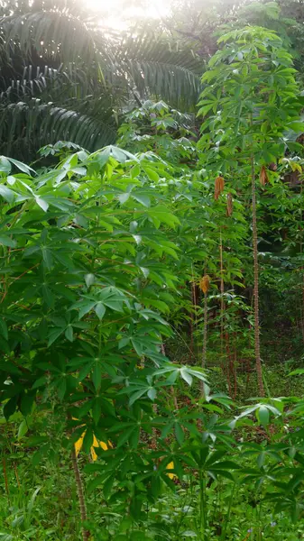 Manihot esculenta (Manihot esculenta), tropikal yeşil yapraklarla iyi yetişen bir bitki fotoğrafıdır. Parmak şeklindeki yapraklar taze ve sağlıklı görünüyor. Bu da ideal büyümeyi gösteriyor..
