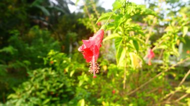 Parlak kırmızı amberin (Hibiscus rosa-sinensis) yakın plan fotoğrafı tropikal bir bahçede çiçek açıyor