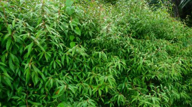 Yağmurdan sonra yemyeşil ve taze yeşil yaprakların yakın çekimi, yaprakların doğal dokusunu ve zıt renklerini gösteriyor. Doğal arka plan, ekolojik konsept, doğal tazelik ve tropikal çevre için uygundur..