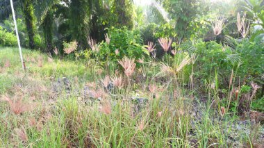 Yaban otlarının (parmak çimeni / rhynchelytrum pişmanlıkla) doğal görüntüsü açık arazide yeşil ağaçlardan oluşan bir arka planda ve arkadan parlayan sabah güneşiyle birlikte büyür..