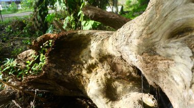 Büyük bir ağaç gövdesi düştü ve çürümeye başladı. Sabah güneşiyle birlikte bir ormanda ya da doğal park alanında.