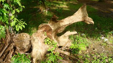 Büyük bir ağaç gövdesi düştü ve çürümeye başladı. Sabah güneşiyle birlikte bir ormanda ya da doğal park alanında.