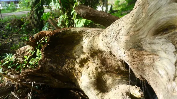 Büyük bir ağaç gövdesi düştü ve çürümeye başladı. Sabah güneşiyle birlikte bir ormanda ya da doğal park alanında.