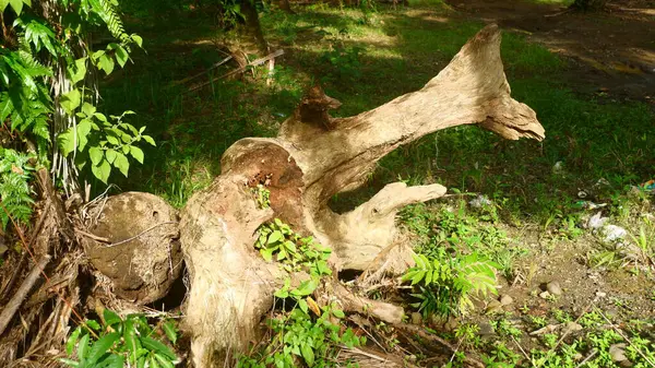 Büyük bir ağaç gövdesi düştü ve çürümeye başladı. Sabah güneşiyle birlikte bir ormanda ya da doğal park alanında.