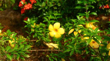 Yeşil yapraklar ve kırmızı çiçeklerden oluşan bir arka planda parlak sarı Alamanda 'nın (Allamanda katarcaları) yakın plan fotoğrafı.