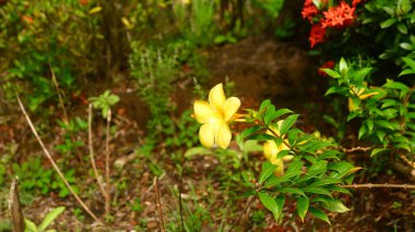 Yeşil yapraklar ve kırmızı çiçeklerden oluşan bir arka planda parlak sarı Alamanda 'nın (Allamanda katarcaları) yakın plan fotoğrafı.