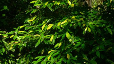 Güneş ışığına maruz kalmış tropikal bir ağacın parlak yeşil yapraklarını kapatın. Yapraklar taze ve gür görünüyor, sakinleştirici doğal bir atmosfer yaratıyor..