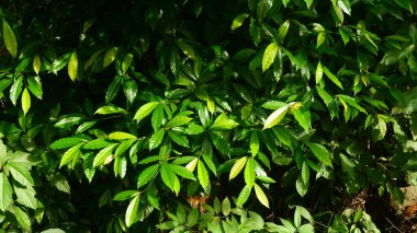 Güneş ışığına maruz kalmış tropikal bir ağacın parlak yeşil yapraklarını kapatın. Yapraklar taze ve gür görünüyor, sakinleştirici doğal bir atmosfer yaratıyor..