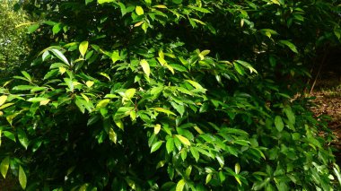 Güneş ışığına maruz kalmış tropikal bir ağacın parlak yeşil yapraklarını kapatın. Yapraklar taze ve gür görünüyor, sakinleştirici doğal bir atmosfer yaratıyor..