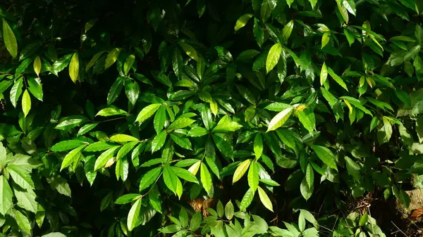 Güneş ışığına maruz kalmış tropikal bir ağacın parlak yeşil yapraklarını kapatın. Yapraklar taze ve gür görünüyor, sakinleştirici doğal bir atmosfer yaratıyor..
