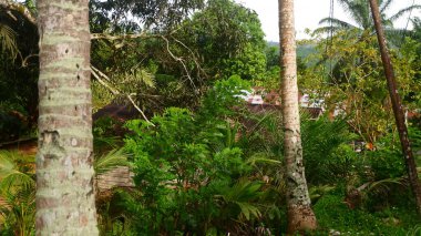 Güçlü gövdesi ve yüksek tropik yaprakları olan uzun bir hindistan cevizi ağacı.