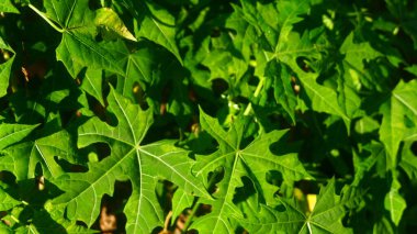 Canlı yeşil papaya yapraklarının (Carica papaya) doğal güneş ışığıyla aydınlatılmış ayrıntılı bir yakın plan görüntüsü