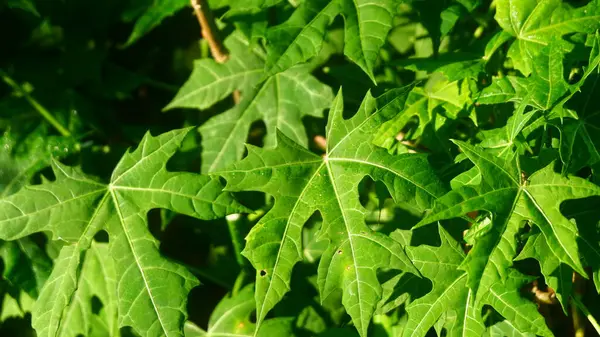 Canlı yeşil papaya yapraklarının (Carica papaya) doğal güneş ışığıyla aydınlatılmış ayrıntılı bir yakın plan görüntüsü