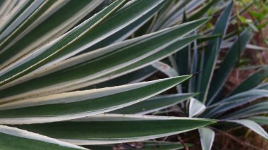Kalın yeşil yapraklı ve beyaz kenarlı bir agave bitkisinin yakın çekimi. Sivri yapraklar simetrik olarak, tropikal, doğa veya botanik arka planlar için mükemmel, çekici bir doğal desen oluşturmak üzere düzenlenmiştir..