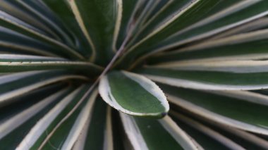 Kalın yeşil yapraklı ve beyaz kenarlı bir agave bitkisinin yakın çekimi. Sivri yapraklar simetrik olarak, tropikal, doğa veya botanik arka planlar için mükemmel, çekici bir doğal desen oluşturmak üzere düzenlenmiştir..