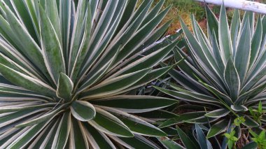 Kalın yeşil yapraklı ve beyaz kenarlı bir agave bitkisinin yakın çekimi. Sivri yapraklar simetrik olarak, tropikal, doğa veya botanik arka planlar için mükemmel, çekici bir doğal desen oluşturmak üzere düzenlenmiştir..