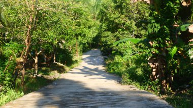 Canlı yeşil ağaçlar ve bitki örtüsüyle çevrili yoğun bir tropikal ormanın içinden geçen sakin beton bir yol.