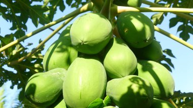 Olgunlaşmamış Yeşil Papayaların Ağaçta Büyüyen Yakın Çekimi