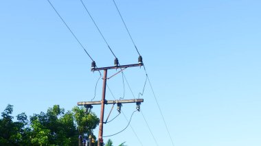 Doğal Bahçe Ayarlarında Pembe Periwinkle Çiçekleri (Catharanthus Roseus)