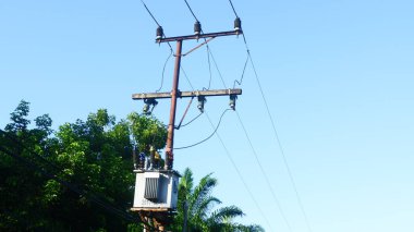 Doğal Bahçe Ayarlarında Pembe Periwinkle Çiçekleri (Catharanthus Roseus)