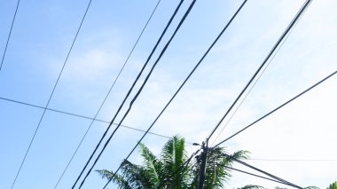 Doğal Bahçe Ayarlarında Pembe Periwinkle Çiçekleri (Catharanthus Roseus)