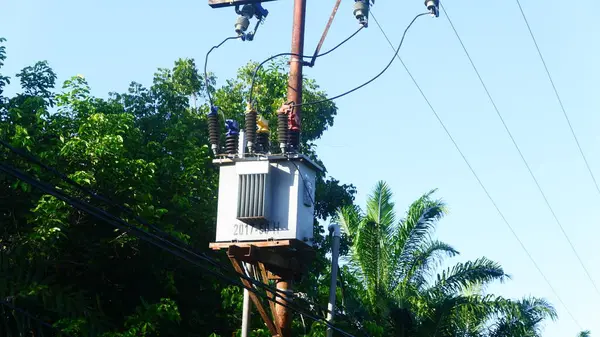 Doğal Bahçe Ayarlarında Pembe Periwinkle Çiçekleri (Catharanthus Roseus)