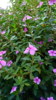 Doğal Bahçe Ayarlarında Pembe Periwinkle Çiçekleri (Catharanthus Roseus)