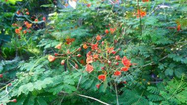 Parlak Kırmızı Tavuskuşu Çiçekleri (Caesalpinia pulcherrima) Tropikal bir bahçede çiçek açıyor