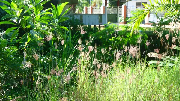 Güneş Işığında Vahşi Çimen Tropik Yeşil Arkaplanlı