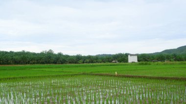Kırsal Endonezya 'daki Geleneksel Kulübelerle Yeşilyeşil Pirinç Sahası