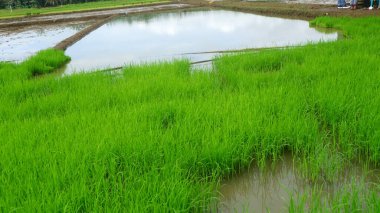 Islak bir çeltik tarlasında Young Rice Seedlings 'in yakın çekimi