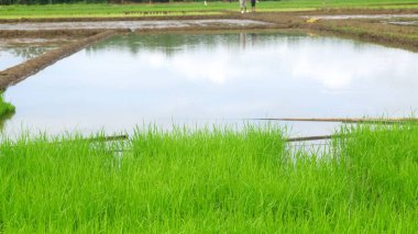 Islak bir çeltik tarlasında Young Rice Seedlings 'in yakın çekimi