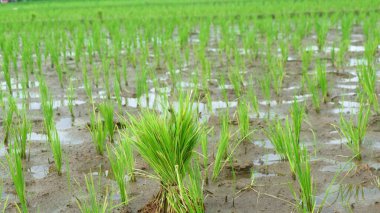 Islak bir çeltik tarlasında Young Rice Seedlings 'in yakın çekimi