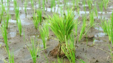 Islak bir çeltik tarlasında Young Rice Seedlings 'in yakın çekimi