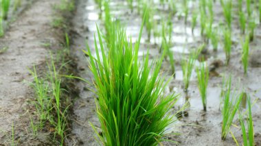 Islak bir çeltik tarlasında Young Rice Seedlings 'in yakın çekimi