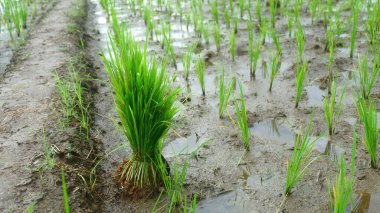 Islak bir çeltik tarlasında Young Rice Seedlings 'in yakın çekimi