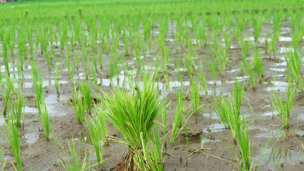 Islak bir çeltik tarlasında Young Rice Seedlings 'in yakın çekimi