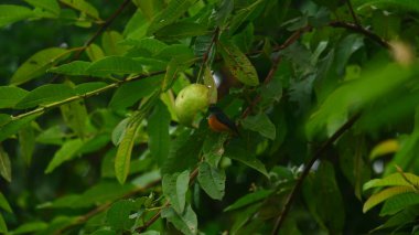 Lush Green Yeşillik 'te Guava ile Renkli Kuş Besleme