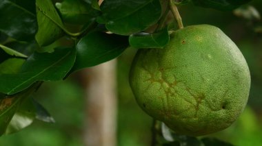 Ağaç dalında asılı Olgunlaşmamış Pomelo 'nun Yakın Çekimi
