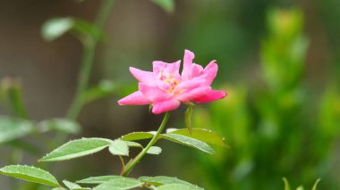 Lush Garden 'da açan Pembe Gül' ün Yakın Çekimi